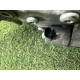 Насос гідропідсилювача керма (рульове керування) BMW X5 E70 2012 4.4 32416796457